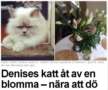 kattgräs2-360x300