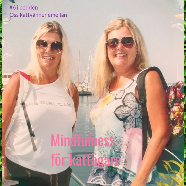 #6 Minfulness för kattägare