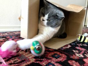 min katt är lös i magen min katt är lös i magen