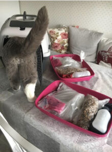 Katten Alvin testar sin transportbur